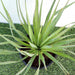 Yucca Gloriosa Greensouq