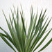 Yucca Gloriosa Greensouq