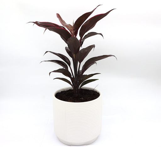 Cordyline Fruticosa Mambo Greensouq