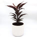 Cordyline Fruticosa Mambo Greensouq