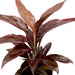 Cordyline Fruticosa Mambo Greensouq