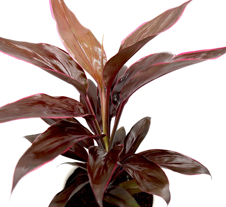 Cordyline Fruticosa Mambo Greensouq