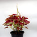 Coleus plant "6 ltr pot" Greensouq