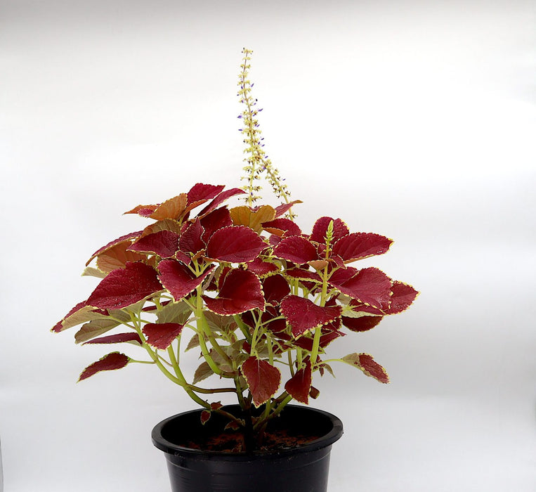 Coleus plant "6 ltr pot" Greensouq
