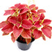 Coleus plant "6 ltr pot" Greensouq
