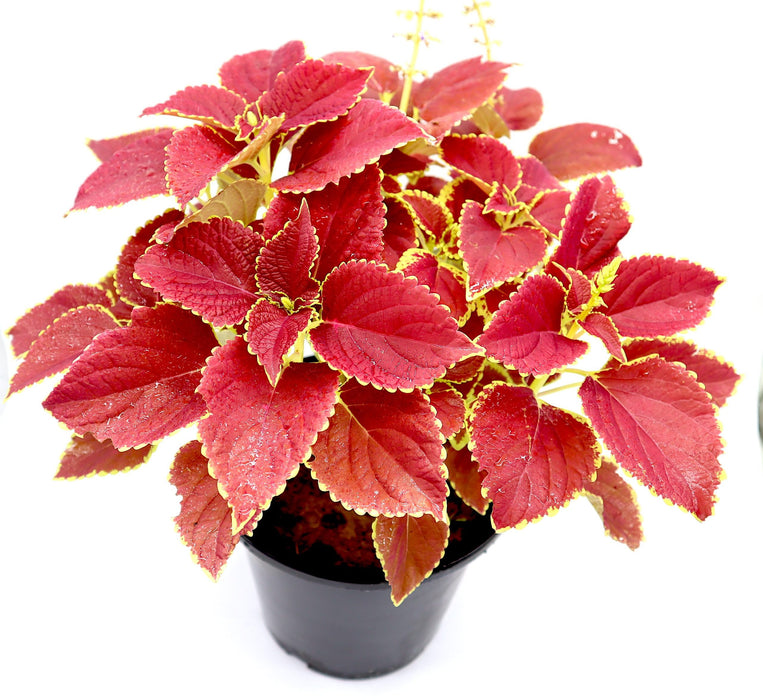 Coleus plant "6 ltr pot" Greensouq