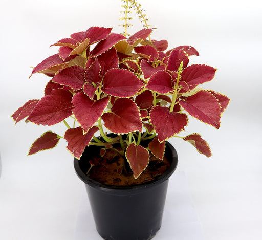 Coleus plant "6 ltr pot" Greensouq