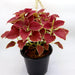 Coleus plant "6 ltr pot" Greensouq
