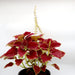Coleus plant "6 ltr pot" Greensouq