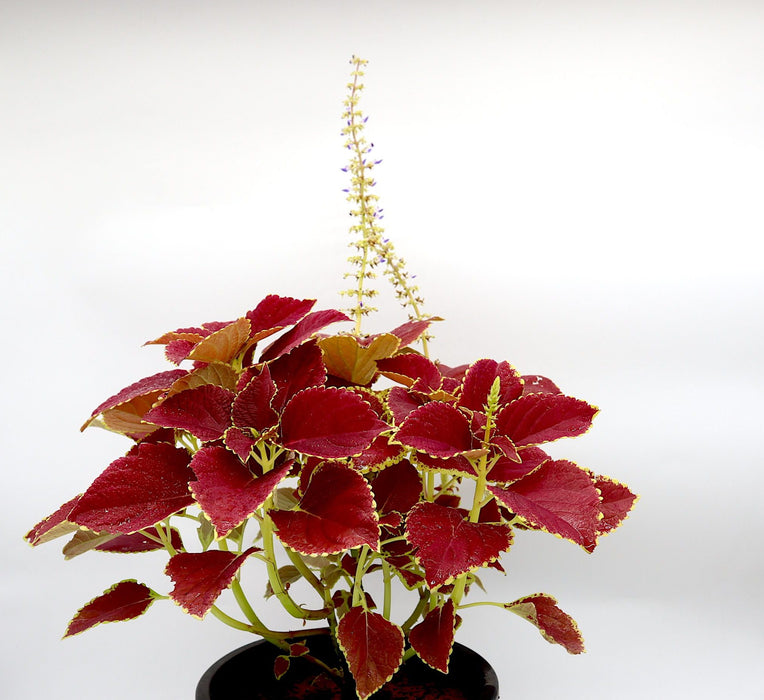 Coleus plant "6 ltr pot" Greensouq