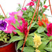 Seasonal Flowering Set "Hanging" Greensouq