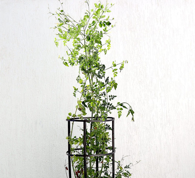 Jasminum Officinale Greensouq