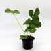 Strawberry Plant Greensouq