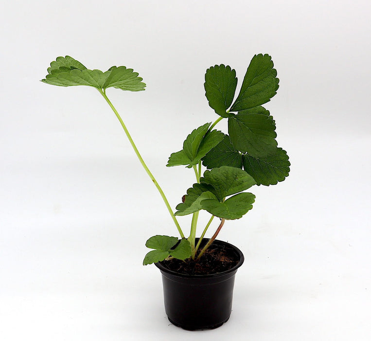 Strawberry Plant Greensouq