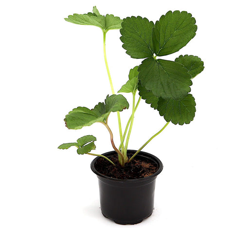 Strawberry Plant | Fragaria ananassa | Organic "9cm pot" Greensouq