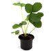 Strawberry Plant | Fragaria ananassa | Organic "9cm pot" Greensouq