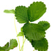 Strawberry Plant Greensouq
