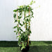 Lonicera Greensouq