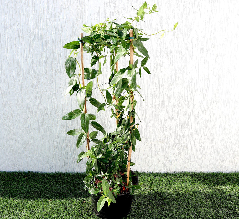 Lonicera Greensouq