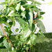 Lonicera Greensouq