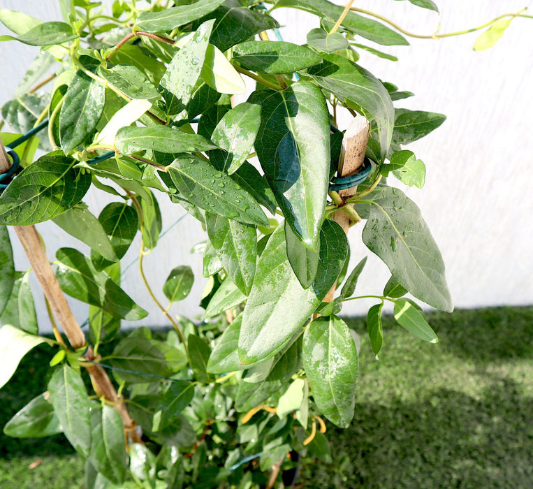 Lonicera Greensouq