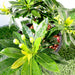 Golden Penda First love "Xanthostemon chrysanthus" Greensouq