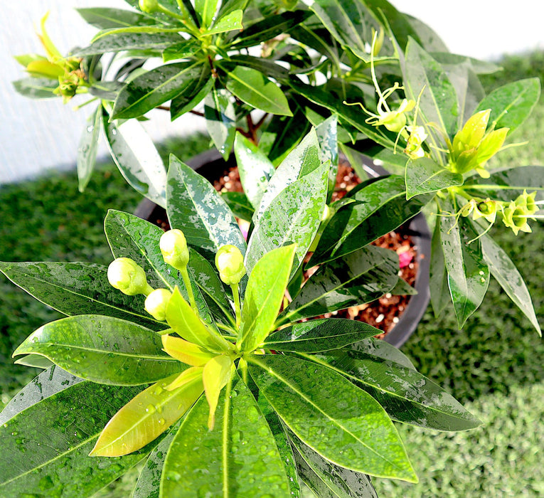 Golden Penda First love "Xanthostemon chrysanthus" Greensouq