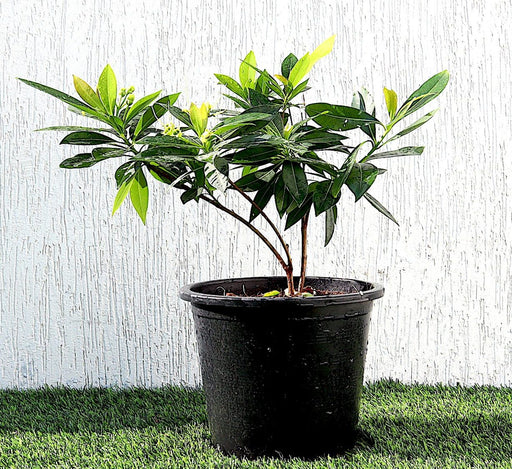 Golden Penda First love "Xanthostemon chrysanthus" Greensouq