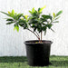 Golden Penda First love "Xanthostemon chrysanthus" Greensouq
