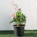 Pink Trumpet Vine greensouq