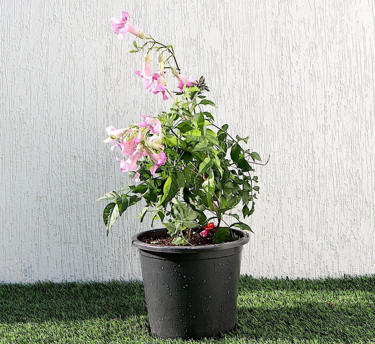 Pink Trumpet Vine greensouq