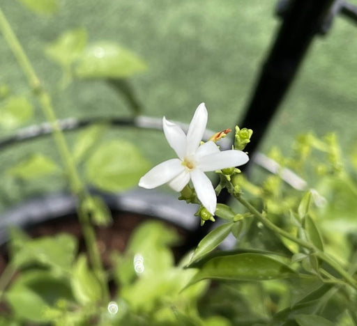 Jasminum grandiflora Green Souq