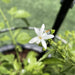 Jasminum grandiflora Green Souq