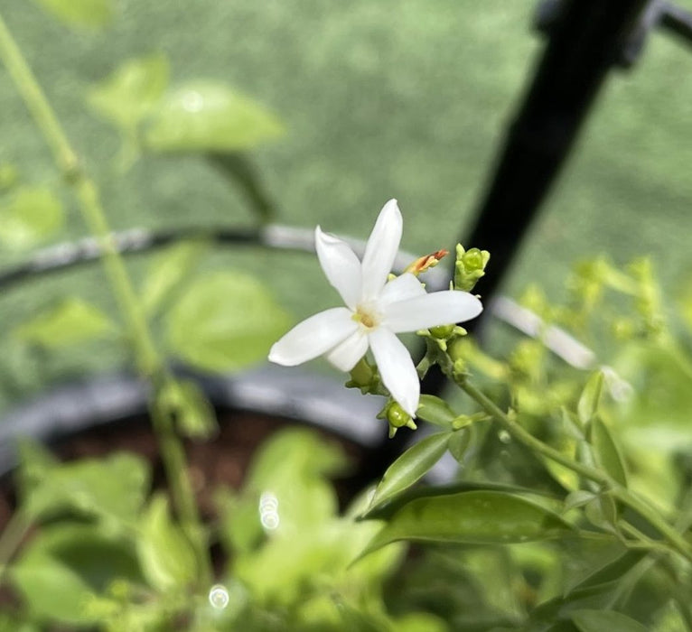 Jasminum grandiflora Green Souq
