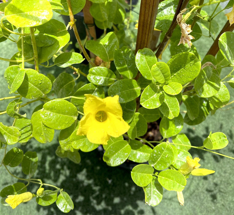 Mandevilla Splendens Or Yellow Bell Climber