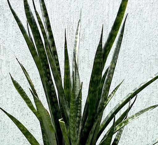 Sansevieria Green Zeylanica "Bowstring Hemp" Green Souq