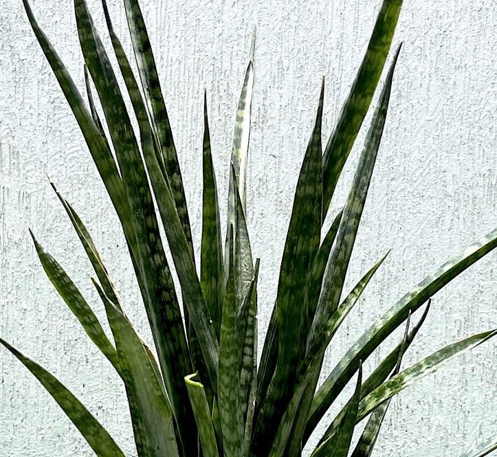 Sansevieria Green Zeylanica "Bowstring Hemp" Green Souq