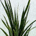 Sansevieria Green Zeylanica "Bowstring Hemp" Green Souq