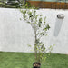 Henna "Lawsonia Inermis" Mehendi Plant Green Souq