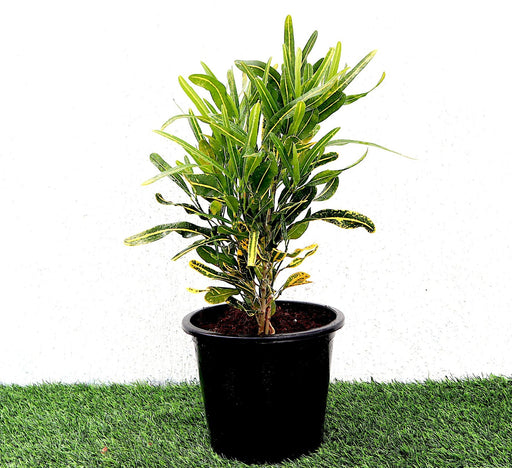 Croton Banana Yellow Greensouq