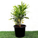 Croton Banana Yellow Greensouq
