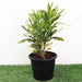 Croton Banana Yellow Greensouq