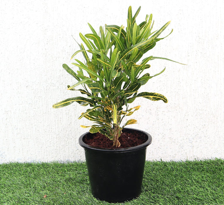Croton Banana Yellow Greensouq