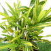 Croton Banana Yellow Greensouq