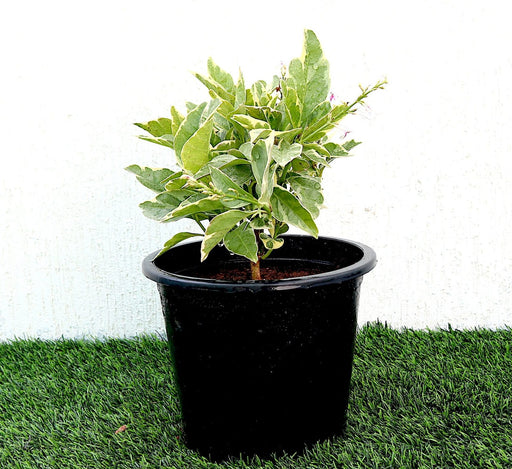 Eranthemum Variegated Greensouq