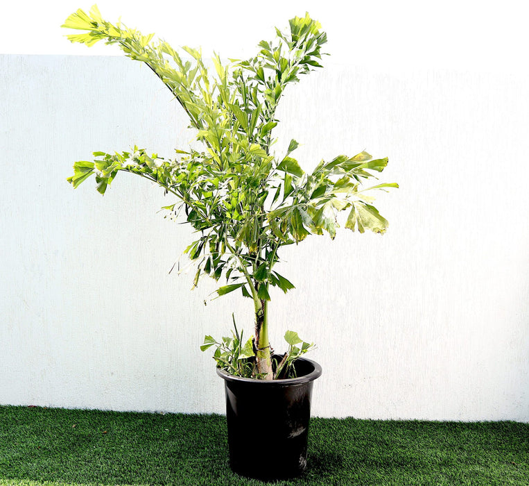 Caryota mitis Greensouq