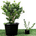 Carissa grandiflora Green Souq