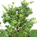 Carissa grandiflora Green Souq