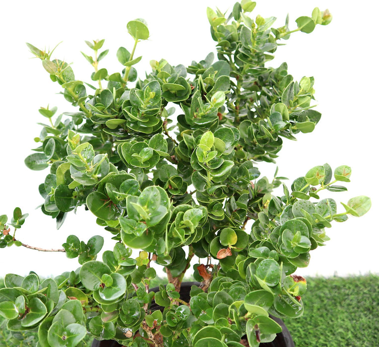 Carissa grandiflora Green Souq