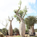 Brachychiton populneus Greensouq